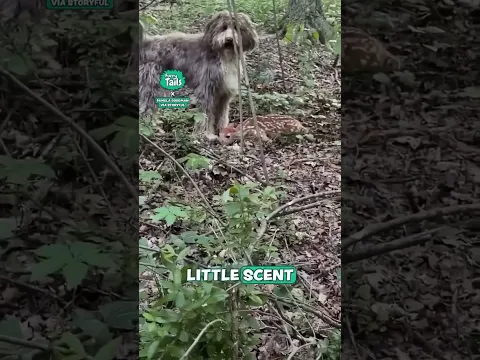 I didn't realize fawns could camouflage like this 😅🦌 #deer #dogs #caughtoncamera