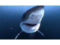 Download Lagu Great White Sharks 360 Video 4K!! - Close encounter on Amazing Virtual Dive