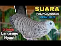 Download Lagu Perkutut Lokal Gacor Suara Paling Ampuh Untuk Pancingan Burung Perkutut Agar Bunyi.