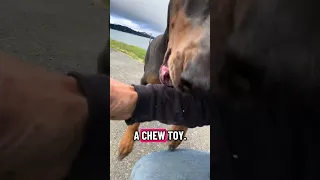 We may play a bit to rough lol . #fypシ #Fyp #Dream #pets #doberman
