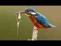 Download Lagu Tengkek Udang di Alam Liar || Tepi Sungai dan Danau