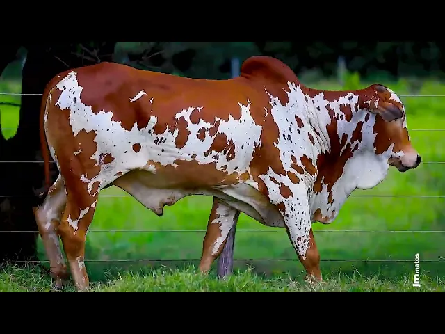 Touro Nelore FESN - 79