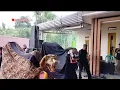 Download Lagu BARONGAN EBEG NGUDI RAHAYU TEMETES LIVE KALIBATUR GIYANTI ROWOKELE
