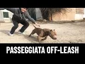 Lagu LEZIONE 3: Passeggiata OFF LEASH, Senza Guinzaglio!