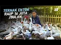 Download Lagu ANAK MUDA Raup Rp16 Juta/Bulan dari ENTOK JUMBO