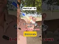 Metricef - IU Endometritis in cows