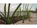 The Good the Bad and the Unexpected Results of Barnegat Bay s Studies