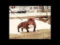 The smallest Exotic Bully in the WORLD Viral Teacup Bully Baby SUSHI