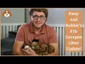Patsy And Bobbie s F1b Cavapoo Litter Update