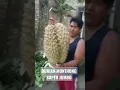 Download Lagu DURIAN MONTHONG SUPER JUMBO #shorts