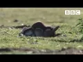 Download Stoat kills rabbit ten times its size - Life | BBC mp4 3gp mp3 videos - waplic
