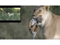 Download Lioness helps tigress to raise cubs mp4 3gp mp3 videos - waplic