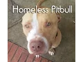 Lost pitbull in need of a forever home