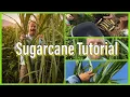Sugarcane Tutorial 11 feet in 5 Months