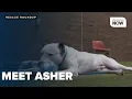 Resilient pup Asher awaits his forever home at Genesee County shelter