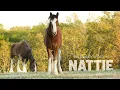Download Lagu Our Baby Clydesdale Is All GROWN UP + Pregnancy Tracking With Beauty! 
