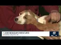 1500 Beagles Rescued