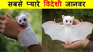 दुनिया के सबसे दुर्लभ सफेद जानवर | Most Beautiful White Animals In The World