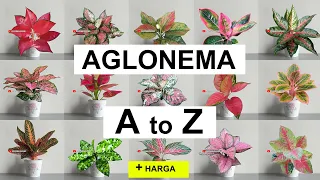 Download Nama-nama AGLONEMA dari A - Z , dilengkapi Harga (Aglaonema) MP3