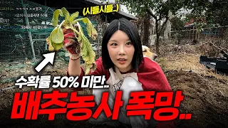 올해 김장 배추가 비쌀 수 밖에 없는 이유..