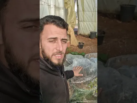 حماية النباتات من الصقيع في فصل الشتاء🌨⛈️