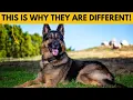6 Ways German Shepherds Are Different From Other Dogs