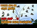 Download Lagu SUARA PIKAT MP3 SEMUA JENIS BURUNG PALING AMPUH BURUNG RIBUT KOMBINASI BURUNG KECIL #mikatburung