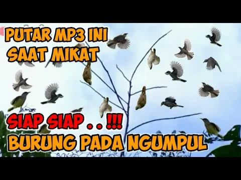 Download MP3 SUARA PIKAT MP3 SEMUA JENIS BURUNG PALING AMPUH BURUNG RIBUT KOMBINASI BURUNG KECIL #mikatburung