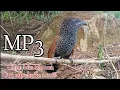 Download Lagu Chim bìm bịp, Chim bìm bịp con gọi mẹ chuẩn 100%- Suab noog tua yuag hu niam dib tuaj zoo 100%