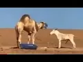 Camel Donkey - Mating results to a fierce fight Punda Apigwa na Ngamia Akitaka kujamiaba Naye