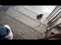 Download Lagu This is nuts! My drunk husband brought a kitten home...