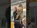 TICA Cat Show Judge for Best of Breed Maine Coon
