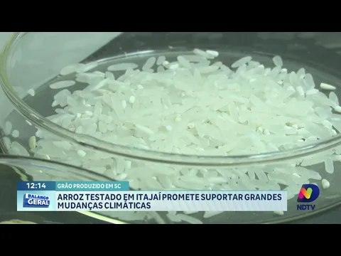 Nova variedade de arroz testada em Itajaí e promete menos desperdício