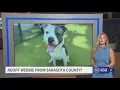 Webbie from Sarasota County looking for fur-ever home