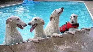 these funny dogs didnt expect to love water this much