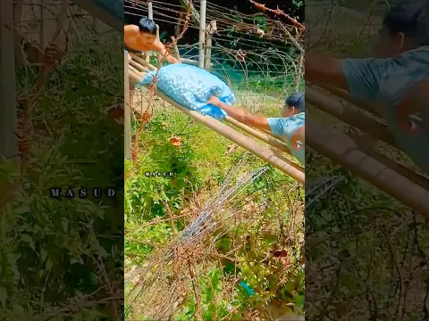 বাংলাদেশি পণ্য ভারতে পাঠানো হচ্ছে।