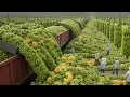 1 7 Billion Bananas Every Day You ve Never Seen Farming and Harvesting Like This