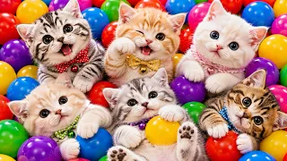 ANAK KUCING MEONG MEONG | Lagu Anak Anak | Lagu Anak Indonesia Populer Si Meong Kucing Lucu