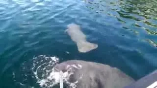 Atticus Update 72: Manatees on our Way to Work