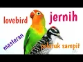Download Lagu masteran lovebird dan pelatuk sampit.sangat bagus untuk masteran murai batu