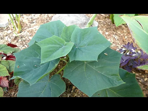 Download MP3 Comparing Growth On Young Paulownia Trees