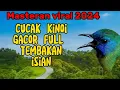 Download Lagu MASTERAN CUCAK KINOI GACOR FULL ISIAN❗MASTERAN VIRAL 2024