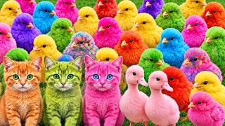 Tangkap Ayam Lucu, ayam warna warni, ayam rainbow, kelinci lucu, bebek lucu, ikan koi, Hewan Lucu