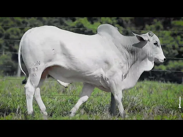 Touro Nelore VSCN - 983