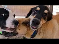 Dog TV Daycare