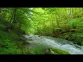 Healing Native American Flute & Nature Sounds | Deep Sleep, Stress Relief, Emotional Balance
