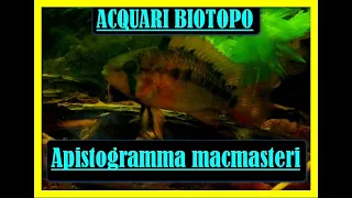 Download Apistogramma macmasteri-scheda ellevamento MP3