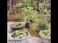 Download Lagu #Bungaku Koes plus