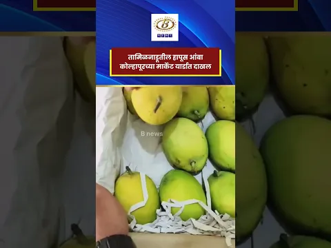 तामिळनाडूचा हापूस आंबा कोल्हापूरच्या मार्केट यार्डात दाखल!