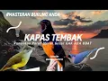 Download Lagu KAPAS TEMBAK \u0026 RAMBATAN PARUH MERAH GACOR MASTERAN BURUNG MURAI BATU #kicaumania